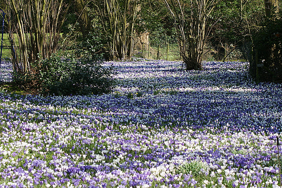 Krokusse im Pfarrgarten