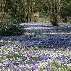 Krokusse im Pfarrgarten