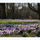 Krokusse im Pfühlpark