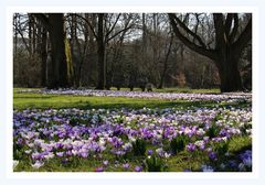 Krokusse im Pfühlpark