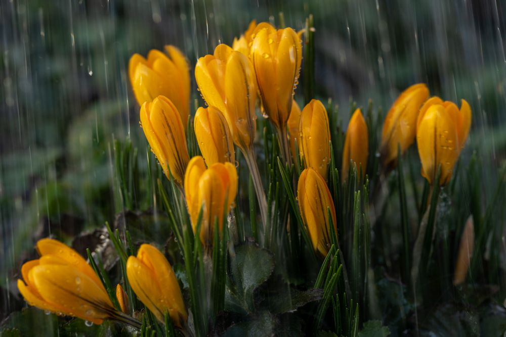 Krokusse im Regen