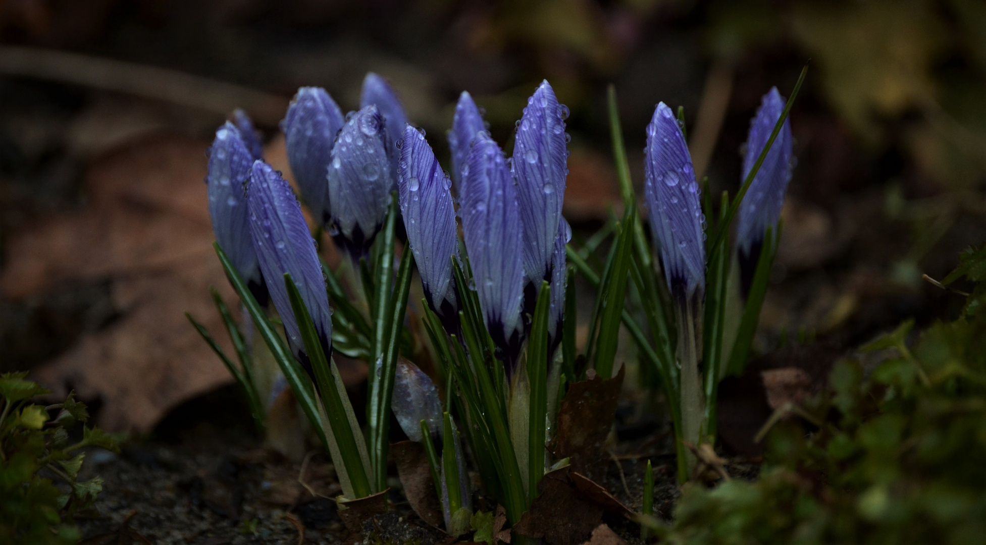 Krokusse im Regen