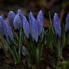 Krokusse im Regen