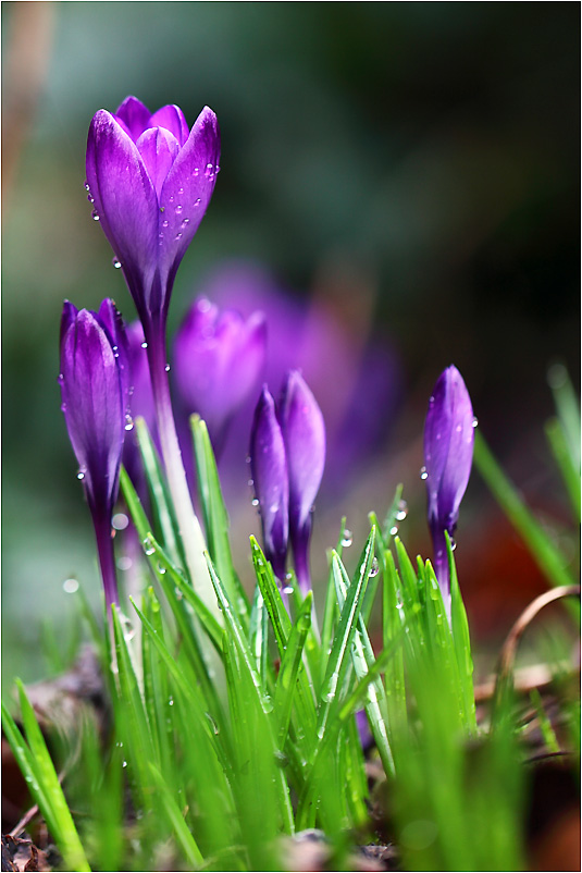 Krokusse im Regen