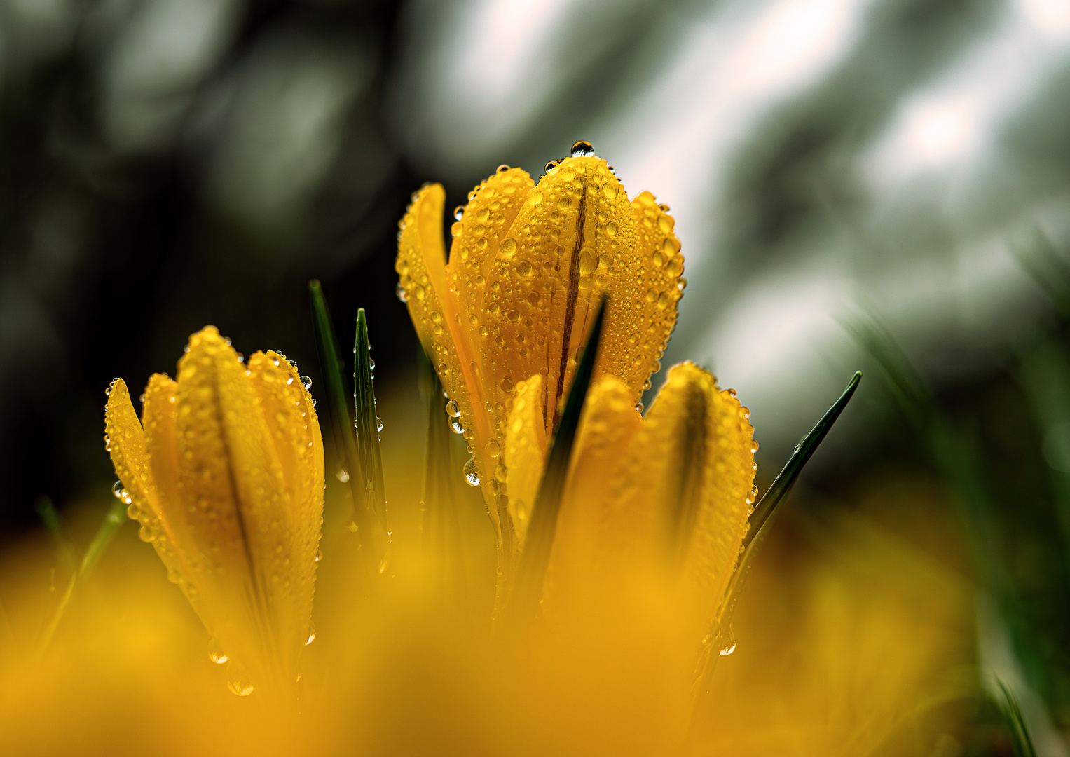 Krokusse im Regen