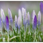 Krokusse im Regen