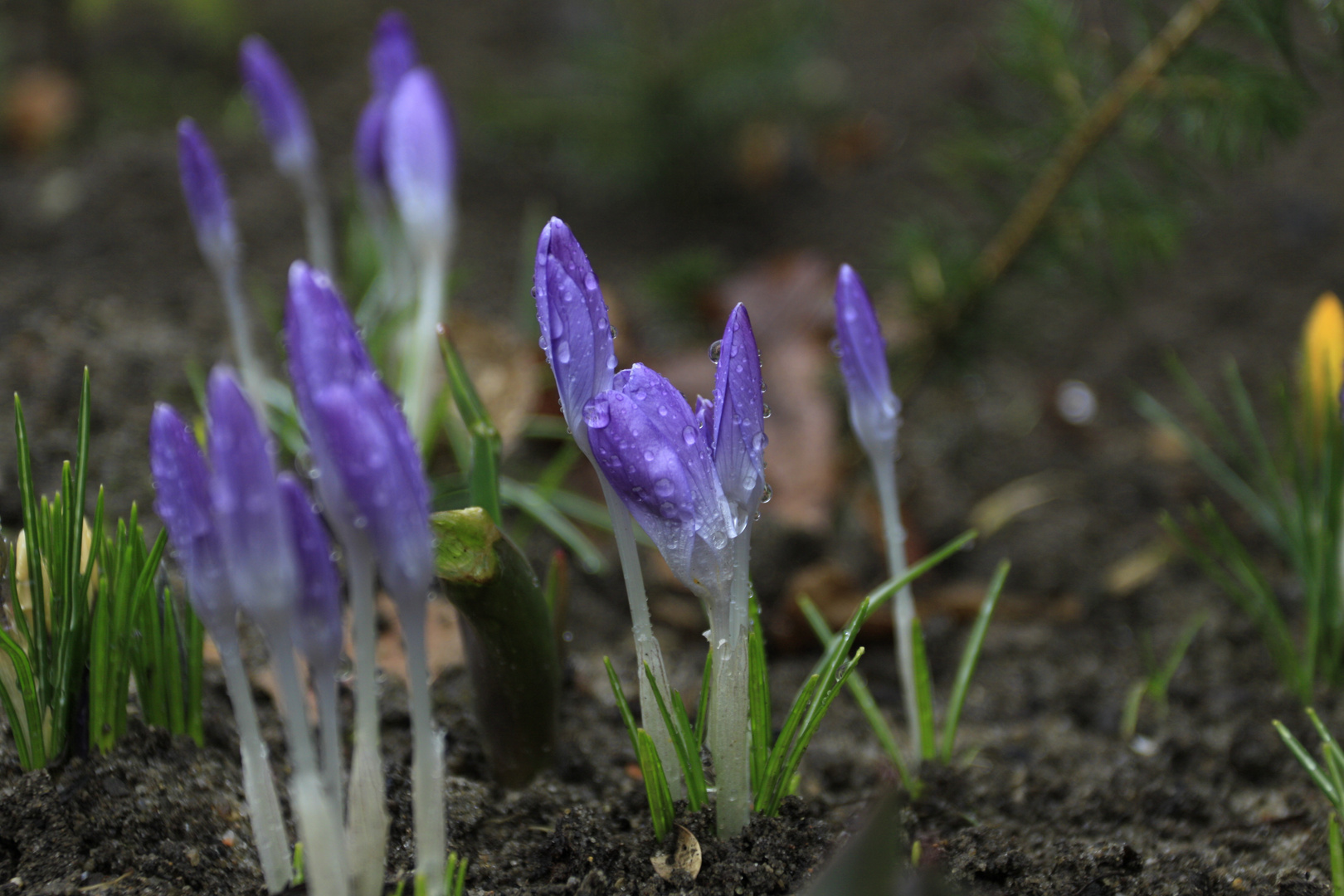 Krokusse im Regen