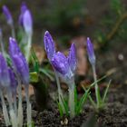 Krokusse im Regen