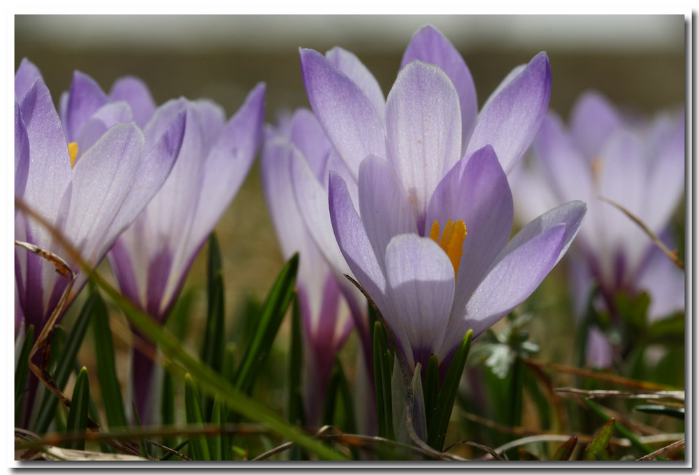 Krokusse im Rohrmoos