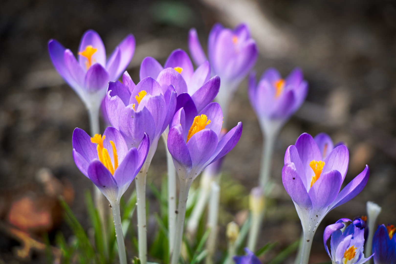 Krokusse im Rombergpark