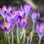 Krokusse im Rombergpark