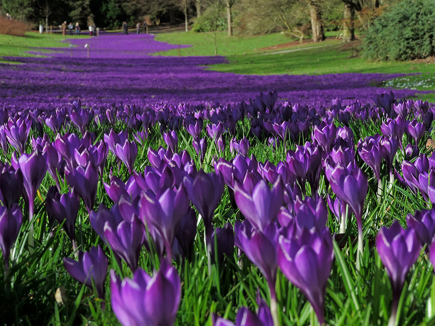 Krokusse im Rombergpark Dortmund