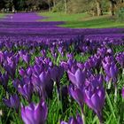 Krokusse im Rombergpark Dortmund