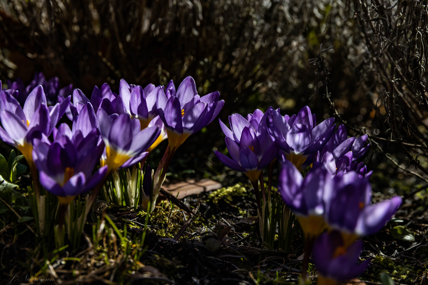 Krokusse im Schatten