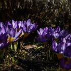 Krokusse im Schatten