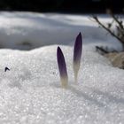 Krokusse im Schnee