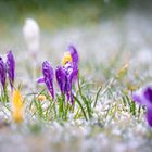 Krokusse im Schnee