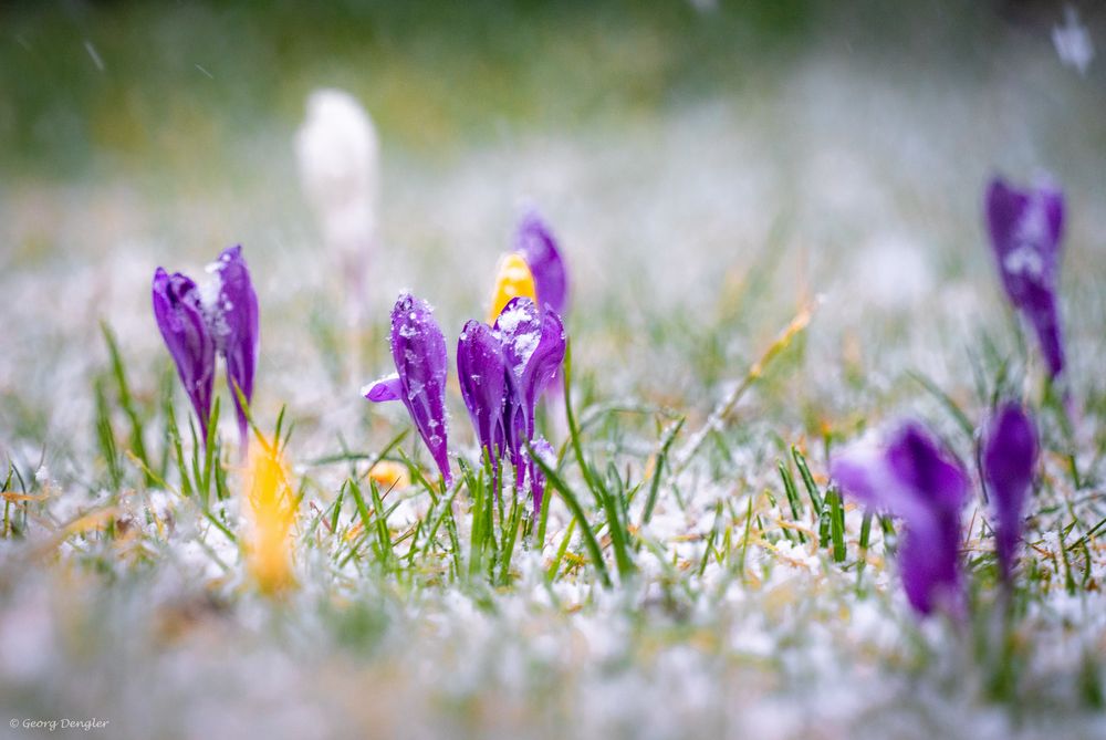 Krokusse im Schnee Foto & Bild nah & makro, pflanzen, pilze