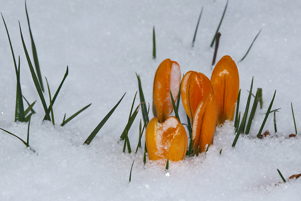 Krokusse im Schnee