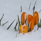 Krokusse im Schnee