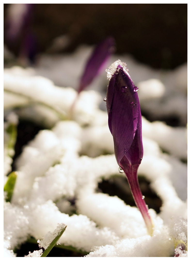 Krokusse im Schnee