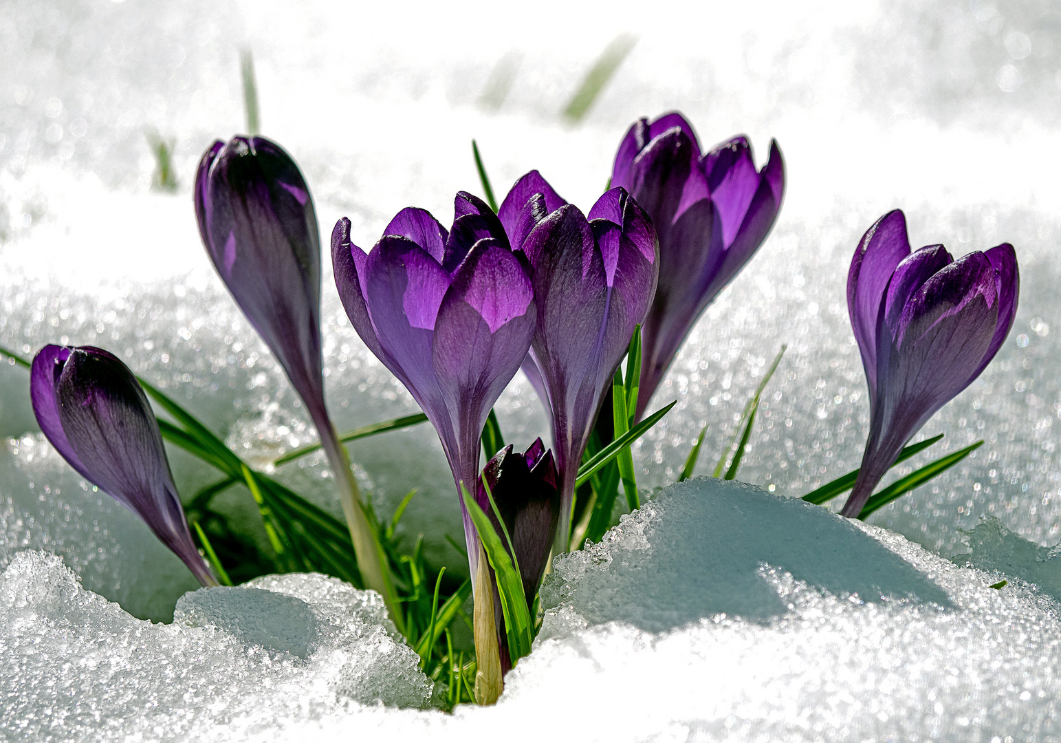 Krokusse im Schnee Foto & Bild pflanzen, pilze & flechten, blüten