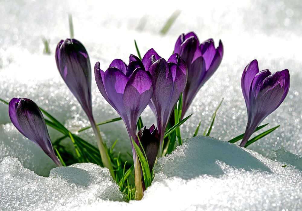 Krokusse im Schnee Foto & Bild pflanzen, pilze & flechten, blüten