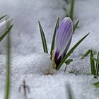 Krokusse im Schnee...