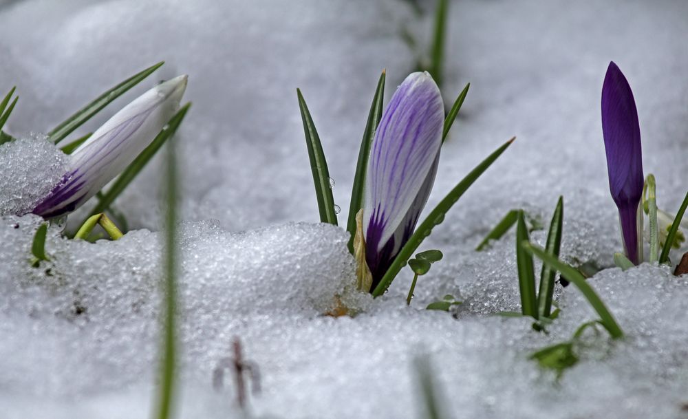 Krokusse im Schnee... Foto & Bild pflanzen, pilze & flechten, blüten