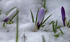 Krokusse im Schnee...