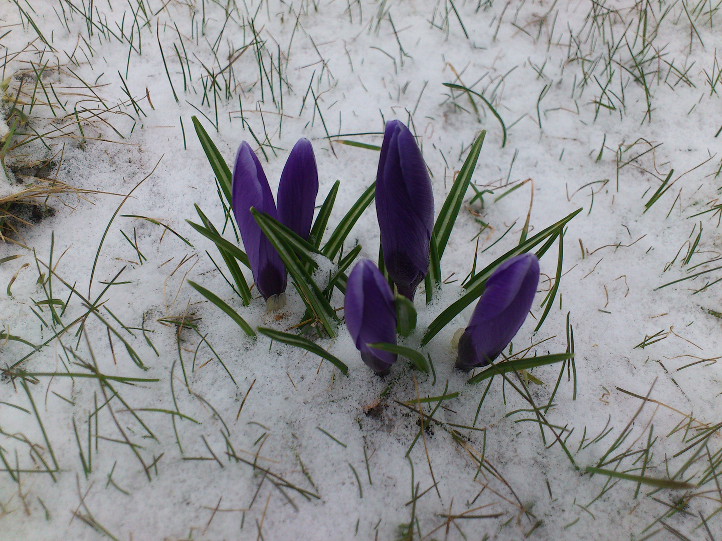 Krokusse im Schnee