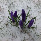 Krokusse im Schnee