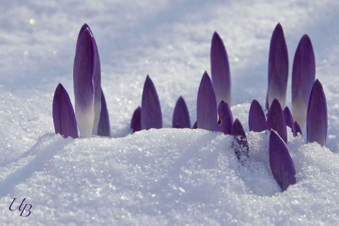 Krokusse im Schnee