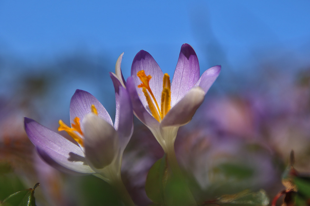 Krokusse im schönsten Licht..... Foto & Bild pflanzen, pilze
