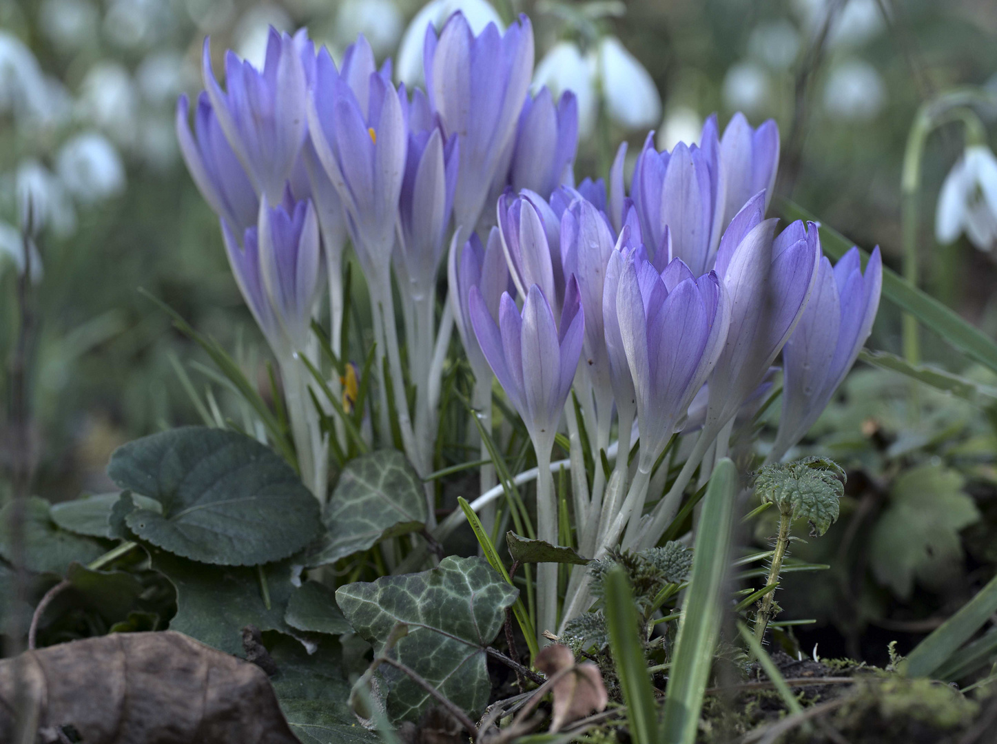 Krokusse im Siebengebirge