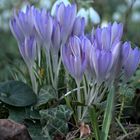 Krokusse im Siebengebirge