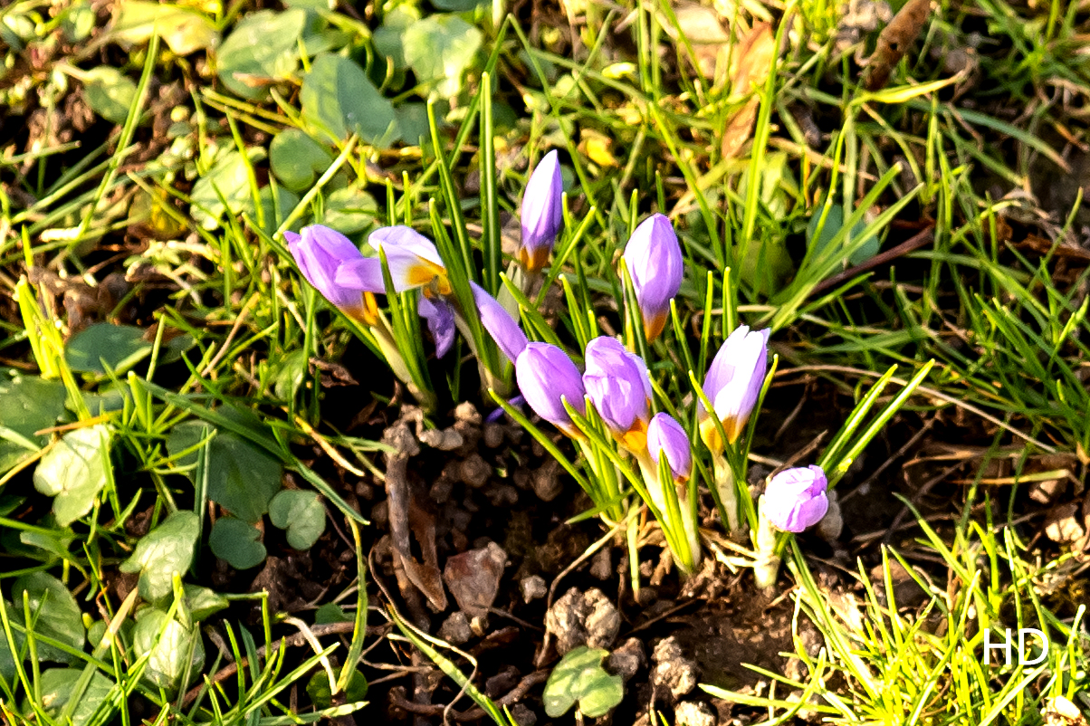 Krokusse im Sole-Aktiv-Park