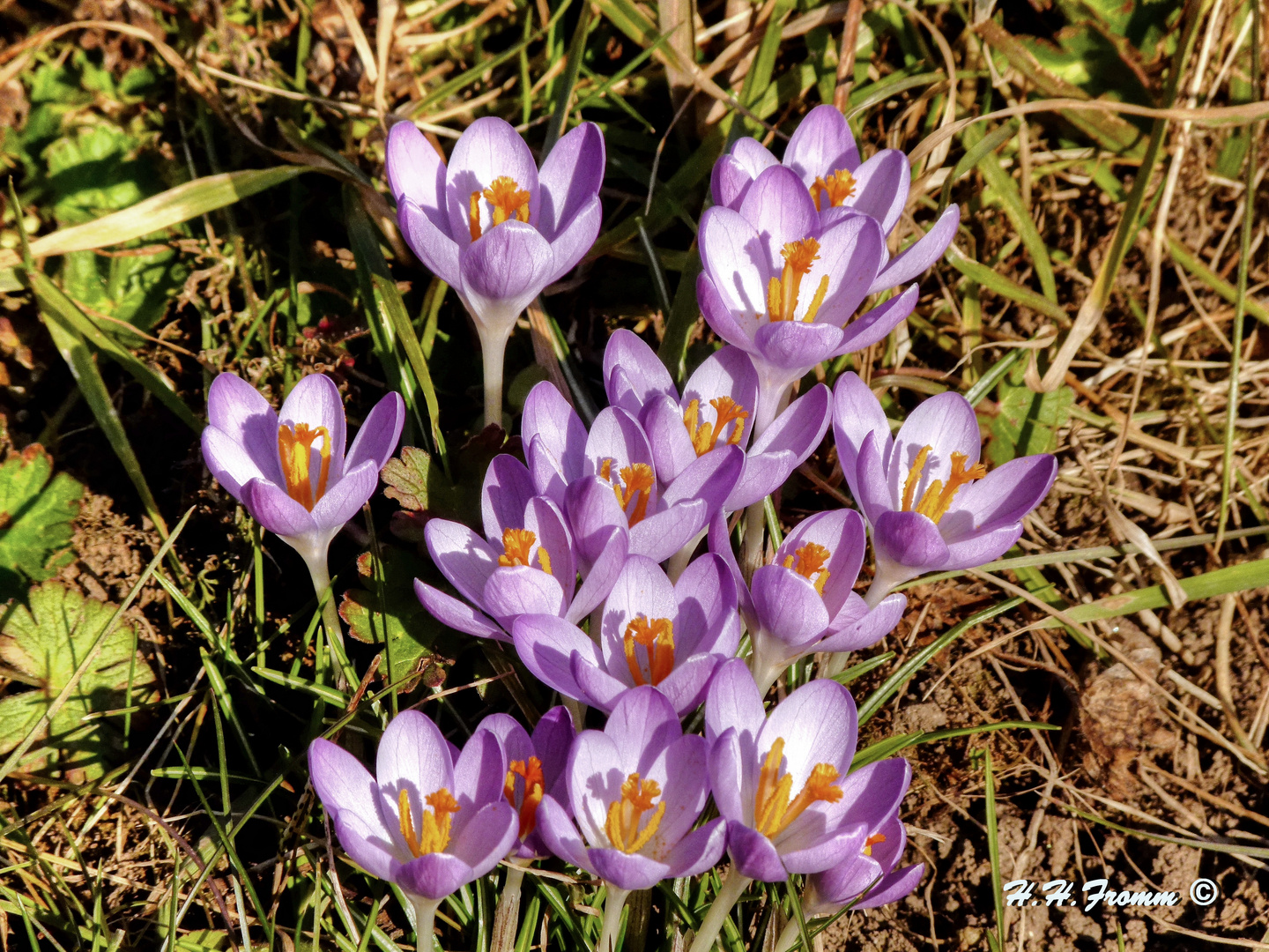 Krokusse im Sonnenlicht