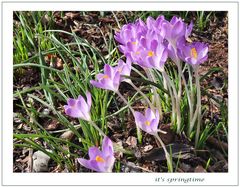 Krokusse im Sonnenlicht