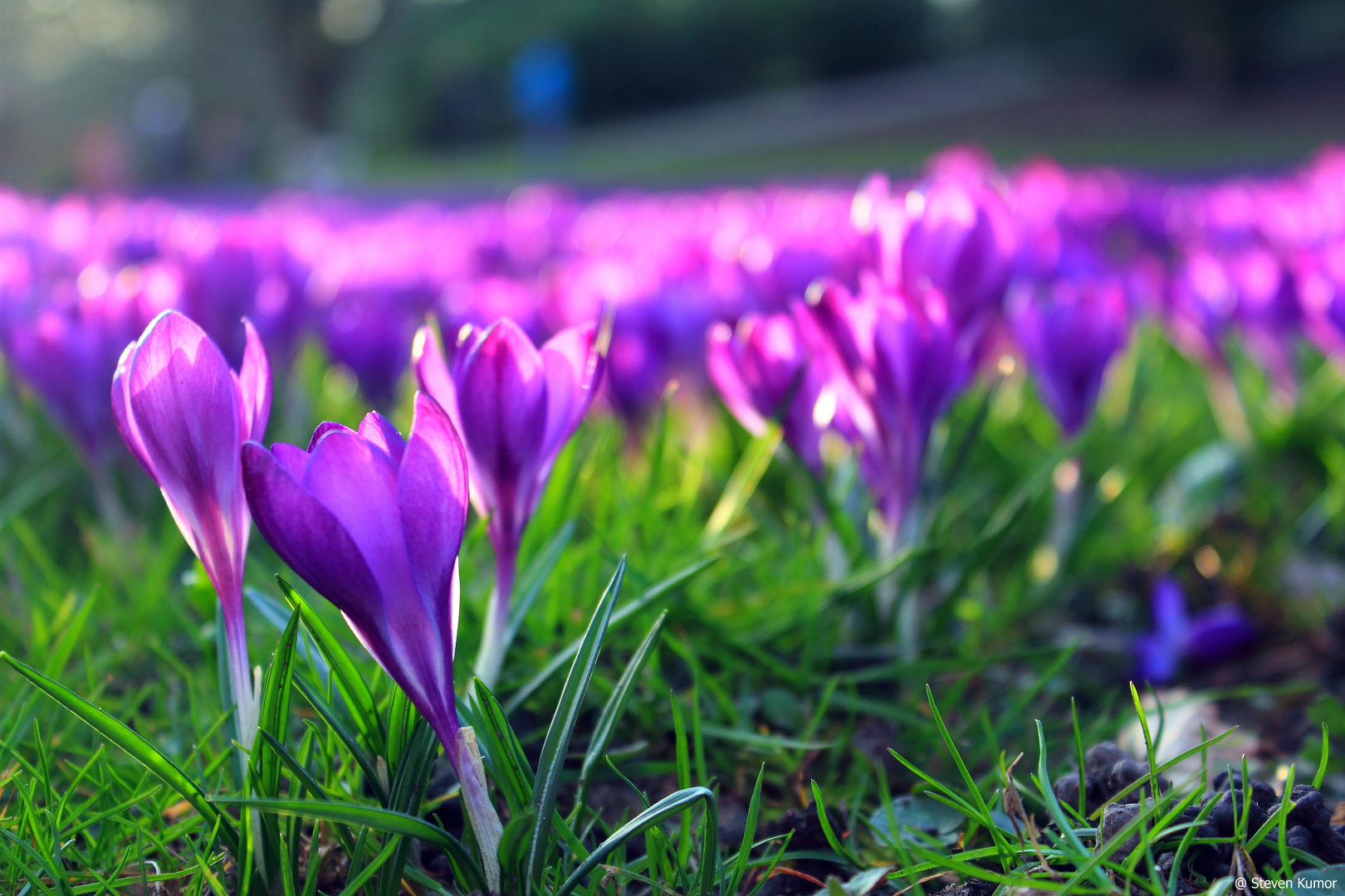Krokusse im Sonnenlicht Foto & Bild jahreszeiten, frühling, wiese