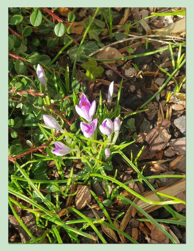 Krokusse im Sonnenlicht