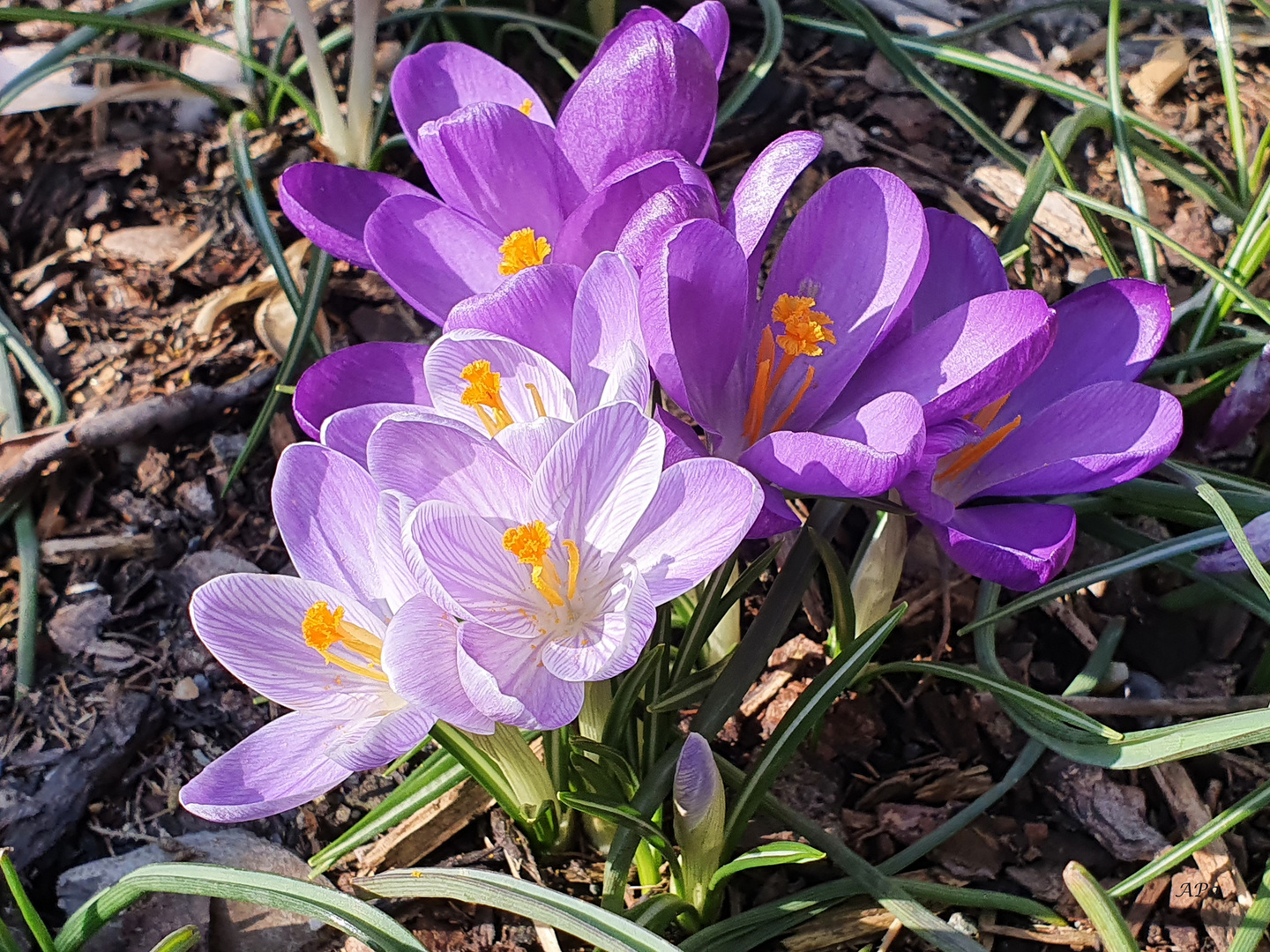 Krokusse im Sonnenlicht...