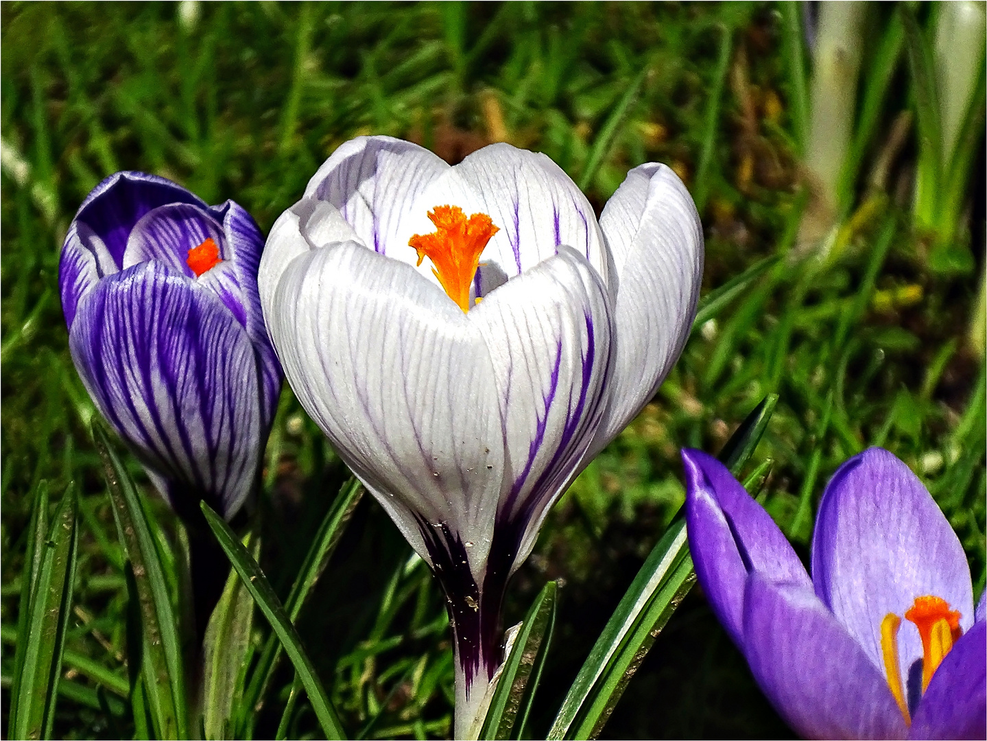 Krokusse im Sonnenlicht