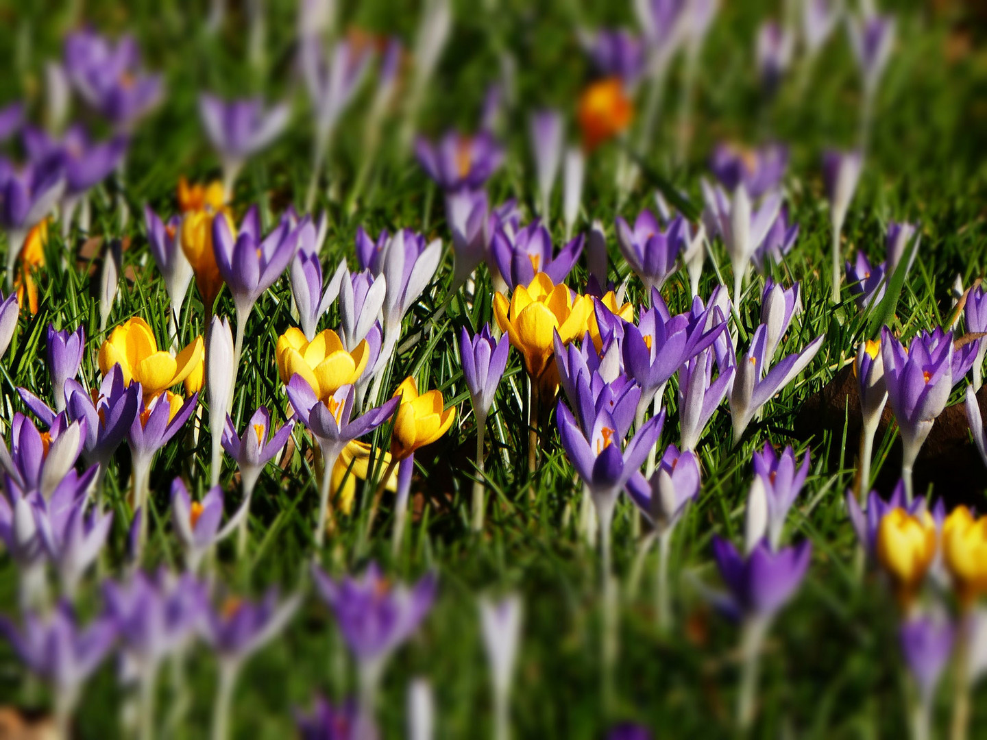 Krokusse im Sonnenlicht Foto & Bild natur, pflanzen, frühblüher