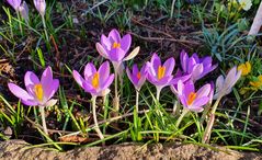 Krokusse im Sonnenschein