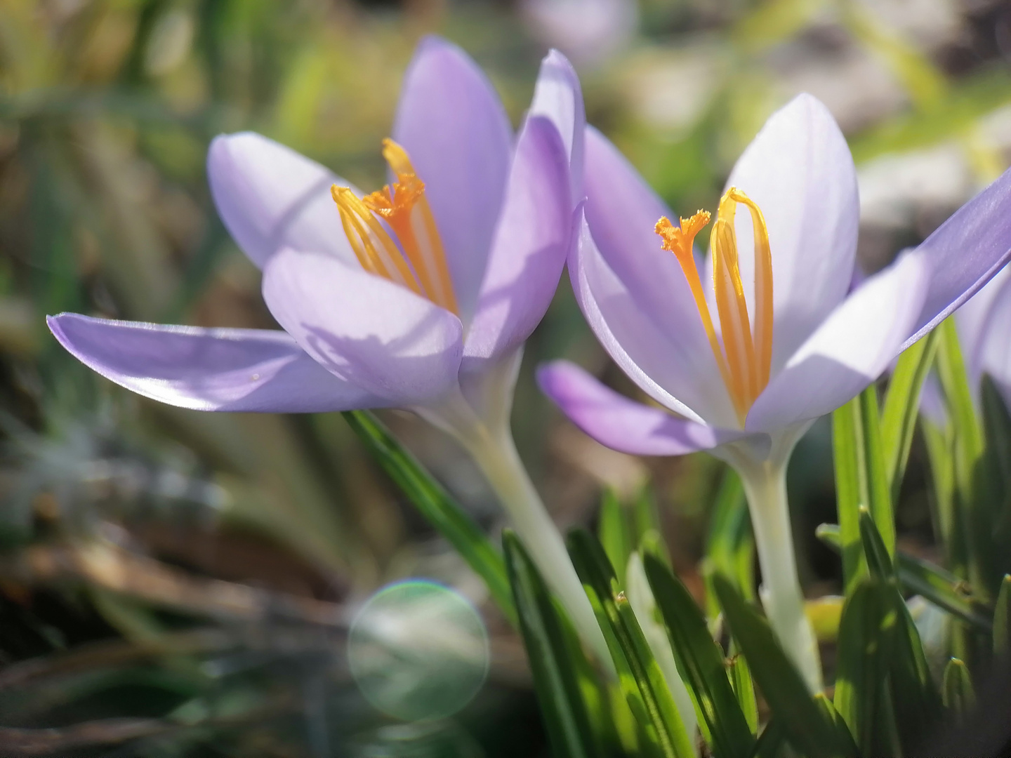 Krokusse im Sonnenschein