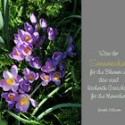 Krokusse im Sonnenschein (2)