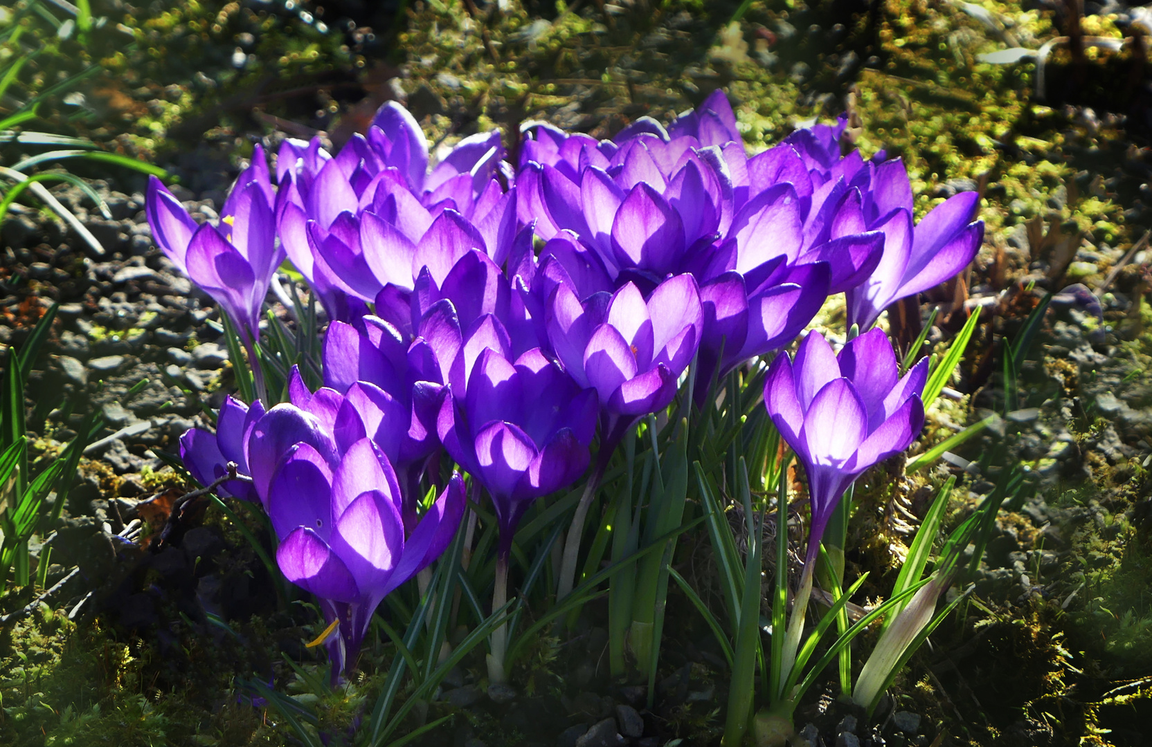 Krokusse im Sonnenschein