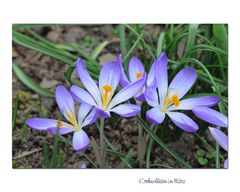 Krokusse im Sonnenschein