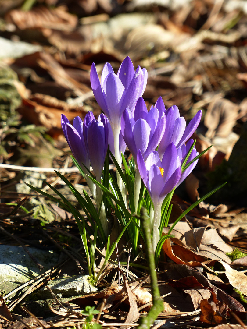 Krokusse im Sonnenschein